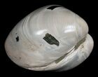 Polished Fossil Clam - Large Size #5257-2